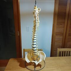 骨格標本
