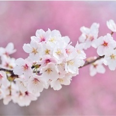 お花見しませんか？🌸