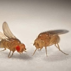 🔵餌用ｼｮｳｼﾞｮｳﾊﾞｴ🪰販売再開の画像