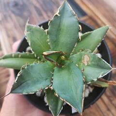 植え替えの為　金曜日で終了いたします、、❗　アガベ　チタノタ　FO-076 　 1鉢　　　　⭕比較的寒さに強い育てやすい　オテロイの画像