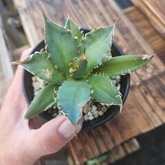 植え替えの為　金曜日で終了いたします、、❗　アガベ　チタノタ　F...