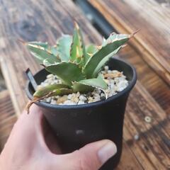 植え替えの為　金曜日で終了いたします、、❗　アガベ　チタノタ　FO-076 　 1鉢　　　　⭕比較的寒さに強い育てやすい　オテロイの画像