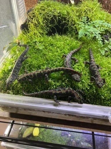 マダライモリ2020CB 5匹　溶岩石洞窟イモリウムセット　直接引き取り限定