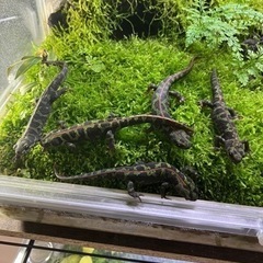 マダライモリ2020CB 5匹　溶岩石洞窟イモリウムセット　直接...