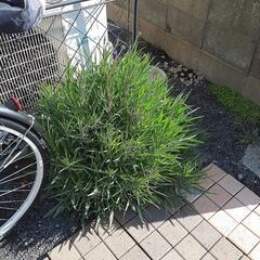 矢車草です