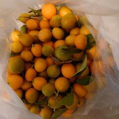 きんかん　1.5kg　無農薬　徳島県産