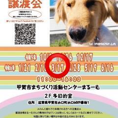 3月17日 保護犬　保護猫　譲渡会