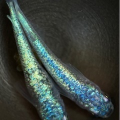 ネプチューン　メダカ　稚魚　60匹ぐらいの画像