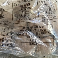 じゃがいも　種イモ①の画像