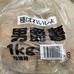 じゃがいも　種イモ①の画像