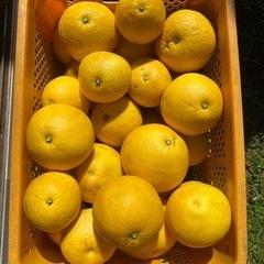 無農薬　フルーツ　文旦　有機栽培　1kg 250円の画像