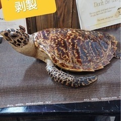 タイマイ　剥製