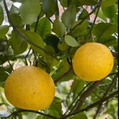 無農薬　フルーツ　文旦　有機栽培　1kg 250円の画像