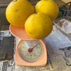 無農薬　フルーツ　文旦　有機栽培　1kg 250円の画像