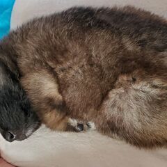くりくりとした目がとってもかわいい男の子「たけし」くん！ − 福岡県