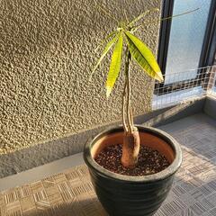 生活雑貨 家庭用品 ガーデニング