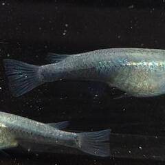 🌷ஐ೨🌸はるいろめだか🌸ஐ೨🌷ブラック我王（イベ🎪告知🐜）の画像