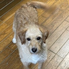 再募集しています。 - 犬