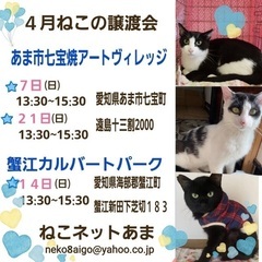 猫ちゃんの譲渡会(A24-4)
