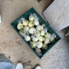 生活雑貨 家庭用品 ガーデニングの画像