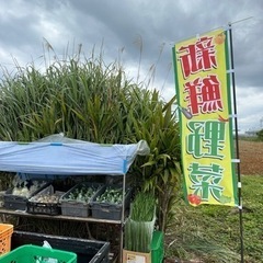 生活雑貨 家庭用品 ガーデニングの画像