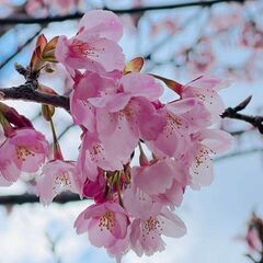 明日朝🌄歩きませんか？
