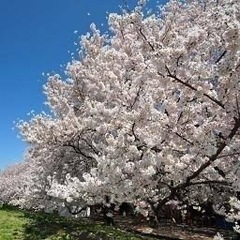 3/31(日)🌸TV放送された大人気お花見友活🌸