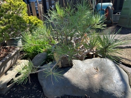 生活雑貨 家庭用品 ガーデニング