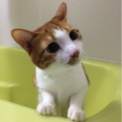 猫好きさんと繋がりたい！！