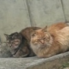 写真では表せない可愛いお顔の麦わら猫の女の子♡エイズ陰性でした！ - 里親募集
