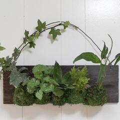 コケ玉プレート（5）🌿観葉植物