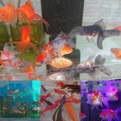 金魚 熱帯魚 メダカ 等