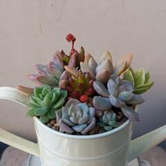 ✤多肉植物✤　寄せ植え　1017の画像