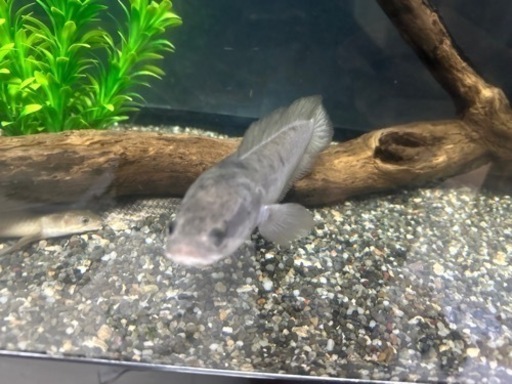 プラチナカムルチー