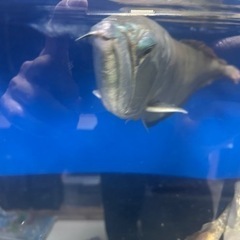 シルバーアロワナ