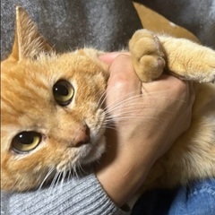元飼い猫？茶トラオス♂5歳