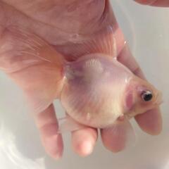 🐟国産　更紗琉金🐟　約11センチ前後 安心現物 №3の画像