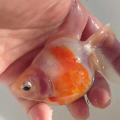 🐟国産　更紗琉金🐟　約11センチ前後 安心現物 №3の画像