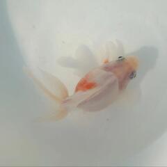 🐟国産　更紗琉金🐟　約11センチ前後 安心現物 №3の画像