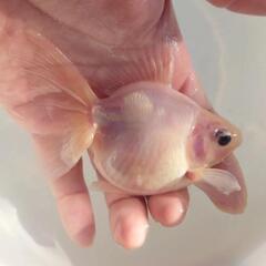 🐟国産　更紗琉金🐟　約11センチ前後 安心現物 №3