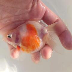 🐟国産　更紗琉金🐟　約11センチ前後 安心現物 №3の画像