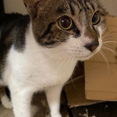 里親募集　1歳半くらいのオス猫の里親なってくれる方探してます - 仙北市