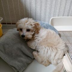 0歳3ヶ月のマルプーの男の子♂です - 犬