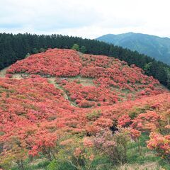 05/12(日) 	ツツジでお花見、大和葛城山