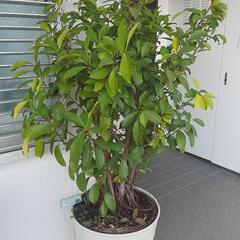 大型観葉植物