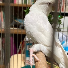 希少！セキセイインコの白の黒目