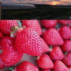 💓3/20水　『美味しい』あまおうだけ！直売します🍓