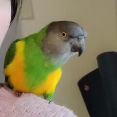 インコを探しています