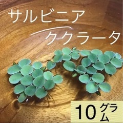 浮き草　サルビニアククラータ