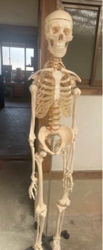 ◆値下げしました！、人体模型◆骨格標本 全長180cm スタンド付き 等身大 骨 模型